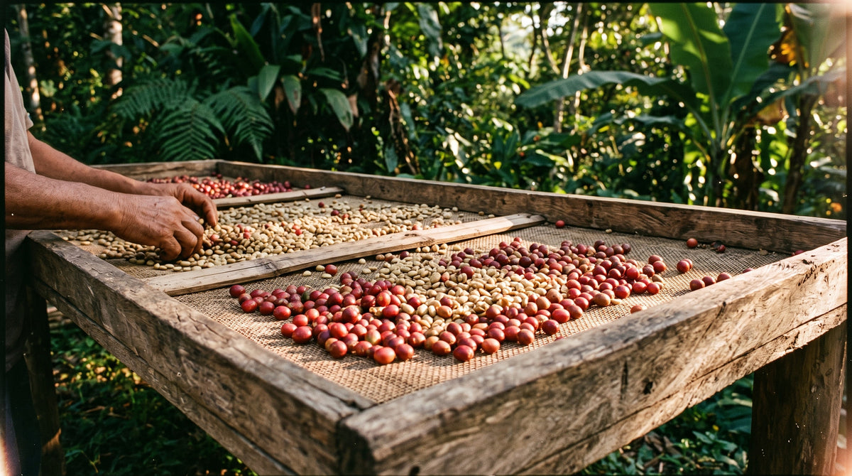 From Farm to Cup: What Sustainable Sourcing Really Means